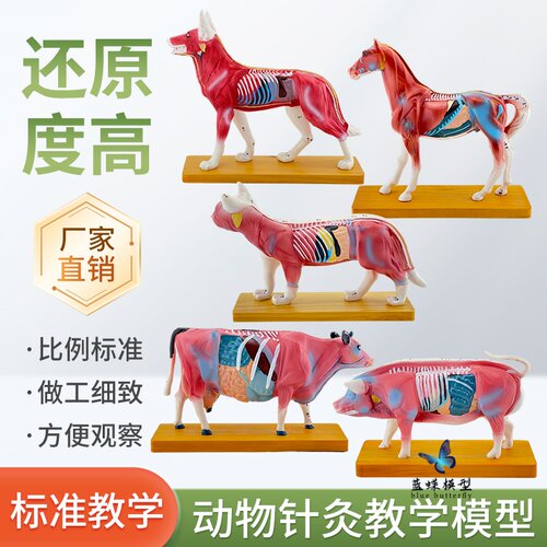 蓝蝶模型穴位动物兽医解剖
