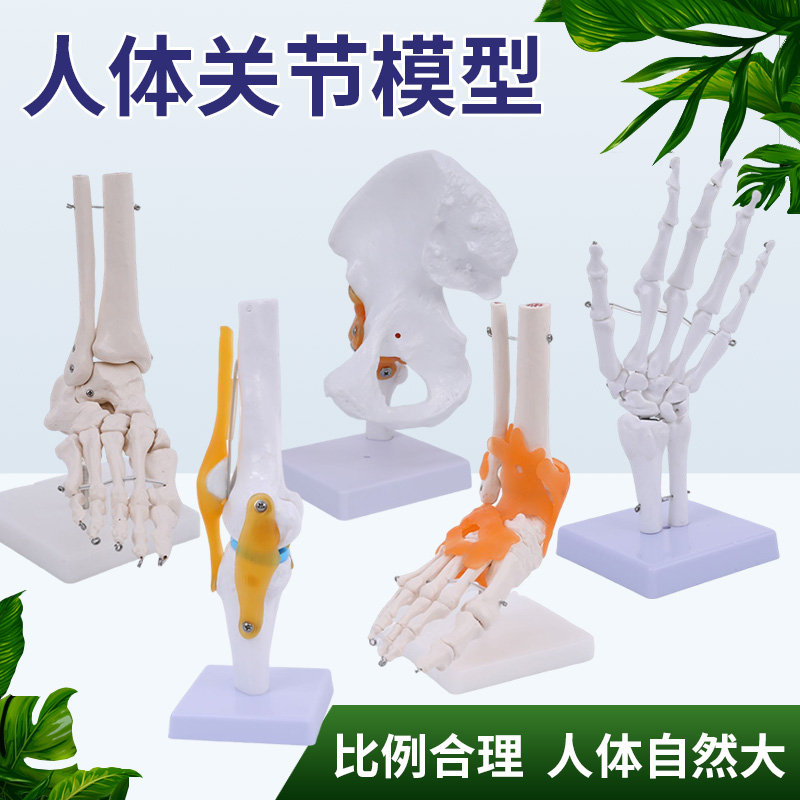 蓝蝶模型骨骼人体关节教学