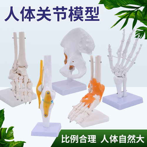 蓝蝶模型骨骼人体关节教学
