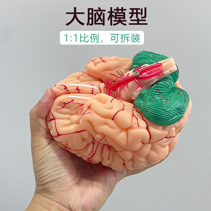 医学人体大脑解剖脑功能分区皮层躯体运动结构图教学模型拆卸颅脑