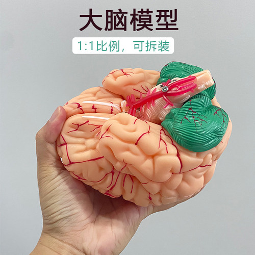 蓝蝶脑模型脑动脉解剖教学
