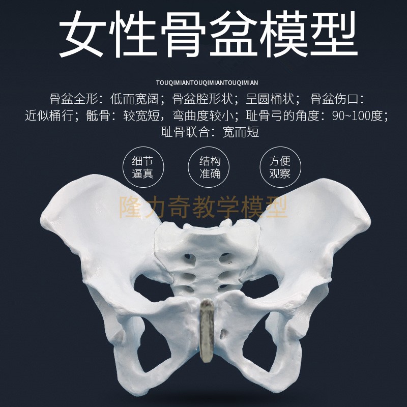 1比1女性骨盆模型 髂骨坐骨耻骨演示模型 盆骨 医用骨骼模型