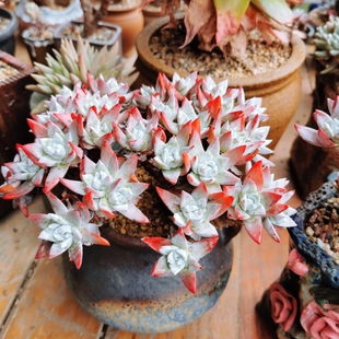 直播专拍专用 格诺玛 沃枯缇 斯帕柔丽 牧提考丽丝 坎带