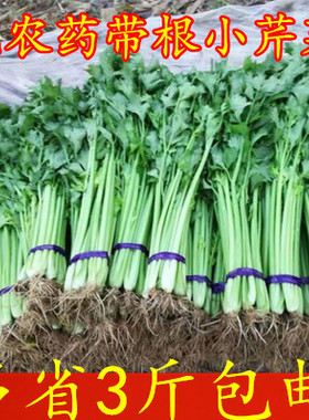 包邮苏北特产现挖绿色蔬菜 农村新鲜带根芹菜嫩芹菜土芹菜
