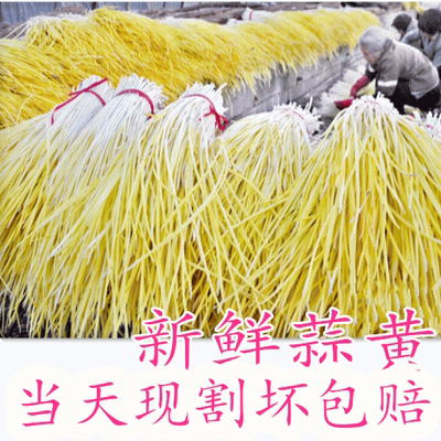 江苏发货农家自种蒜黄新鲜蒜苗青菜时令新鲜蔬菜当季现摘大蒜幼苗