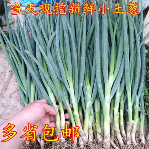 包邮苏北特产农家自种大葱香葱