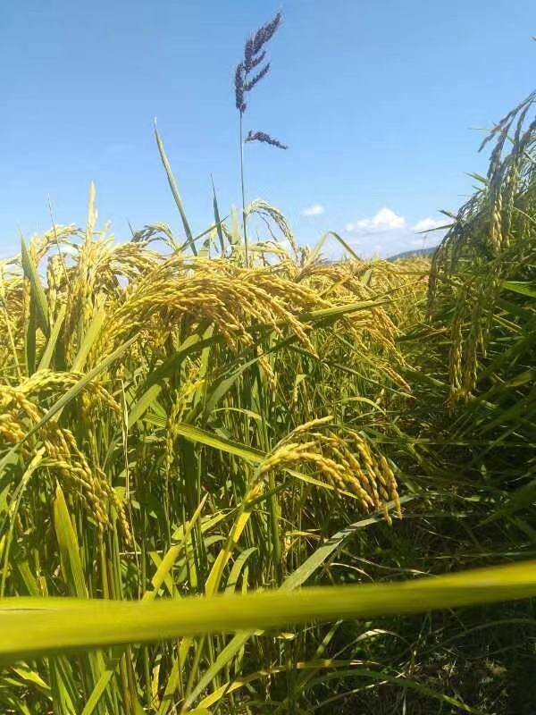 稻花香三号3号铁杆稻花香五常大米水稻种子早熟二号2号换代品种