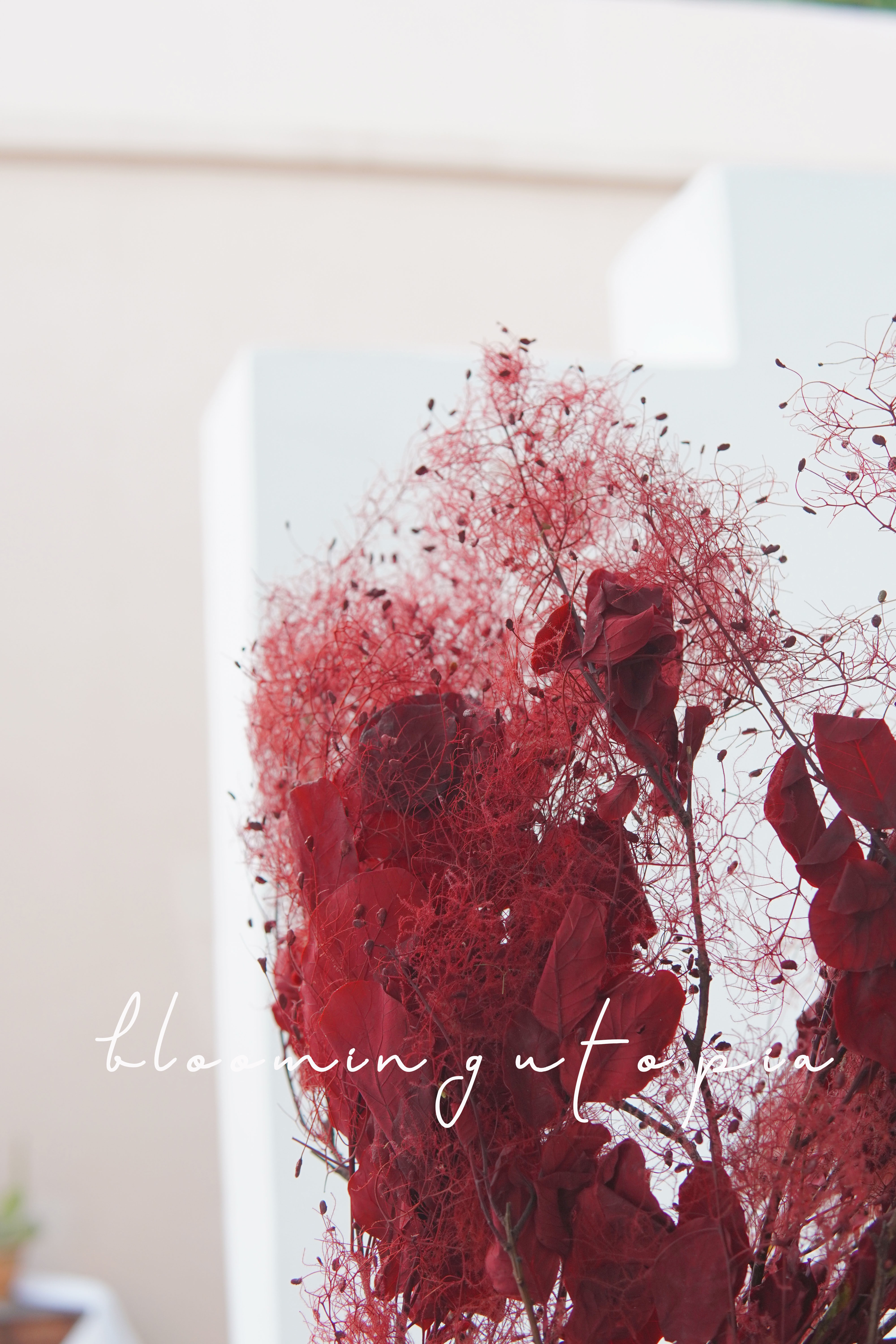 黄栌干花永生花雾中情人进口花材家居装饰中式摆设民宿拍摄道具