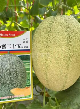 新疆改良小蜜二十五哈密瓜种子