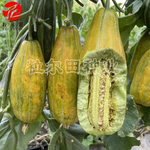 飘香老头乐面瓜种子黄皮面瓜甘面甜瓜种籽易种植好坐果春秋播种