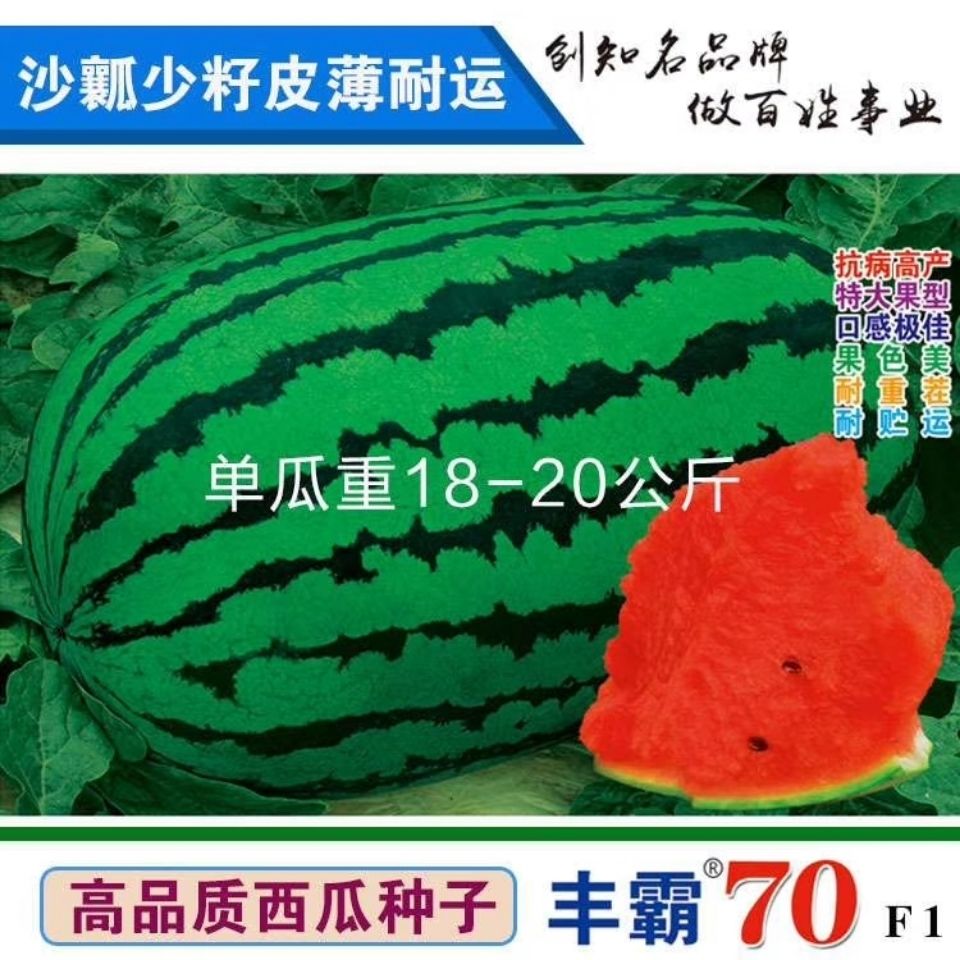 丰霸70特大超甜脆杂交西瓜种子沙瓤红心少籽皮薄耐运高产抗病春季