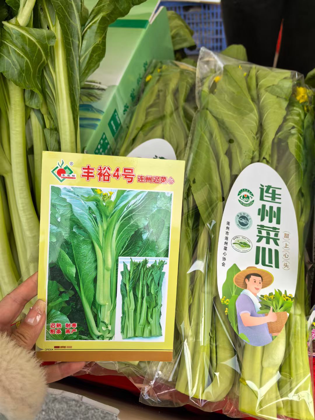 丰裕4号迟菜心种子迟菜心菜种籽阳台盆栽四季青菜籽种蔬菜种孑