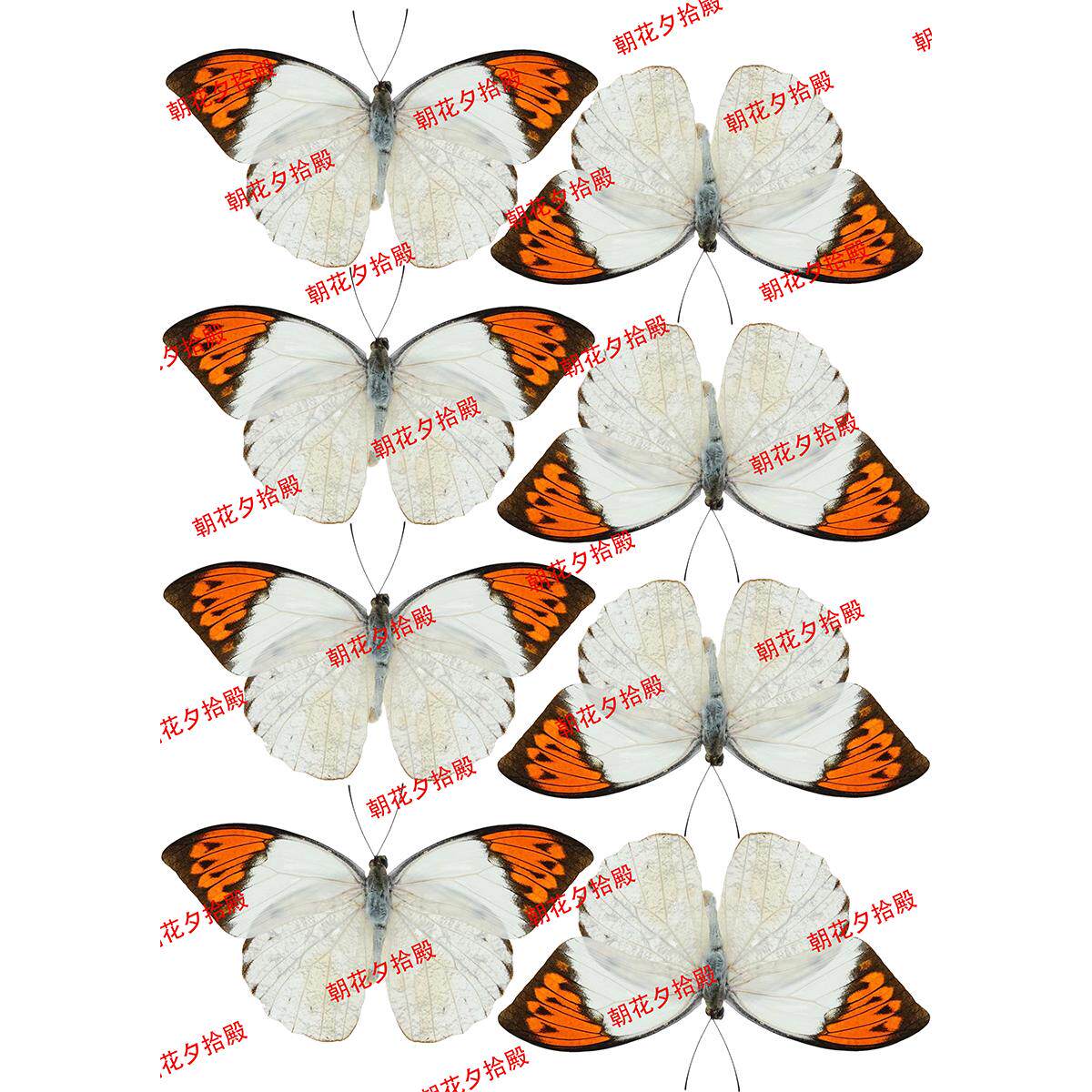 蝴蝶打印热缩片饰品发簪diy手工材料打印素材热缩图纸