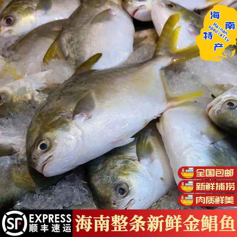 海南三亚金鲳鱼白鲳鱼整箱深海新鲜冷冻鲜活水产5斤送礼盒装顺丰