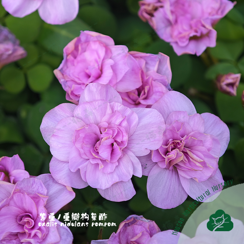 重瓣酢浆草秋植种球盆栽粉重紫重黄重瓣桃之辉阳台好养早花卉晚花