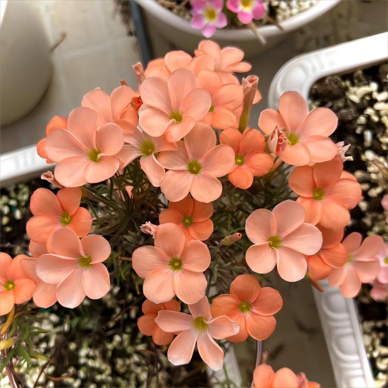 猫森早花酢浆草种球盆栽新品合集