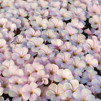 桃之辉合集粉白桃雪球桃粉雪桃水彩桃秋植盆栽种球阳台爆盆酢浆草