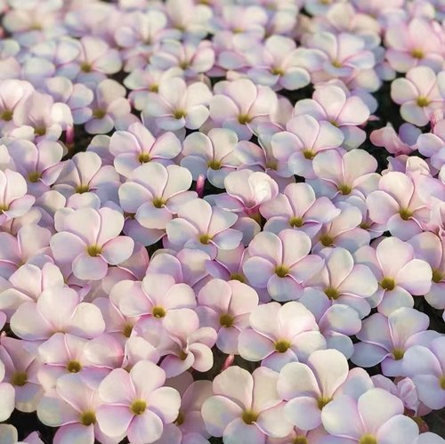 桃之辉合集粉白桃雪球桃粉雪桃水彩桃秋植盆栽种球阳台爆盆酢浆草