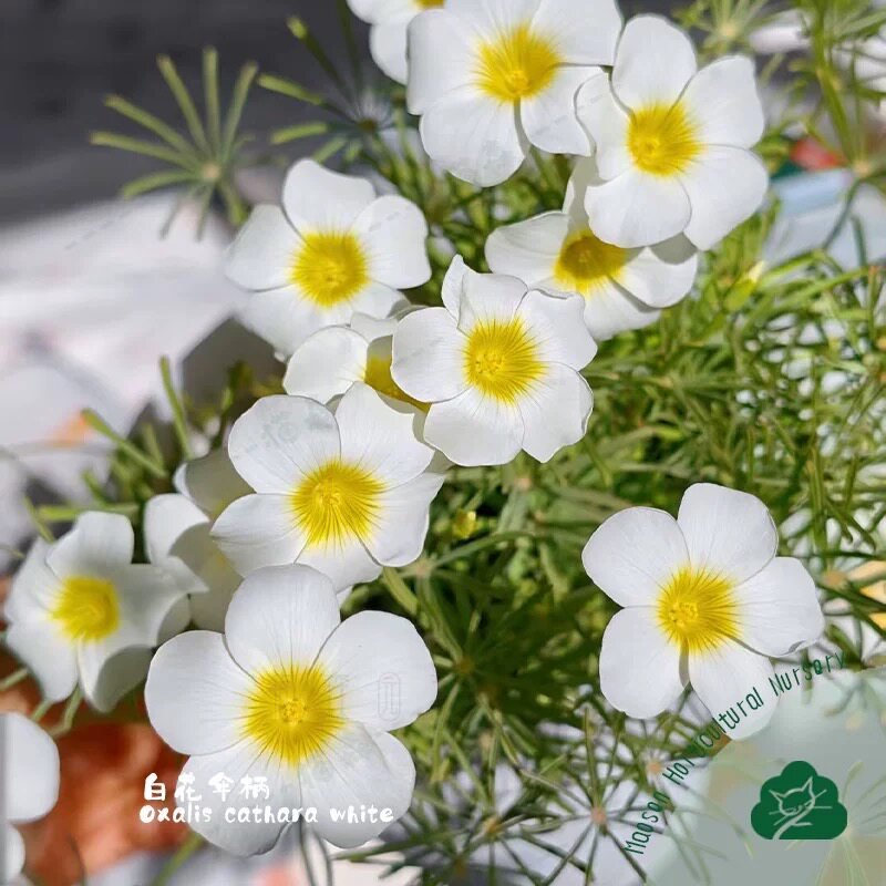 酢浆草Oxalis cathara观叶白花伞柄黄花伞骨种球根盆栽阳台花卉图片