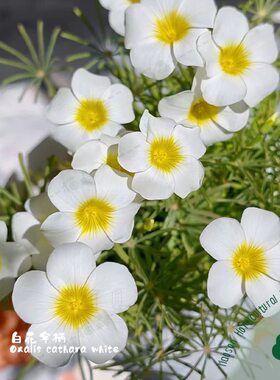 酢浆草Oxalis cathara观叶白花伞柄黄花伞骨种球根盆栽阳台花卉