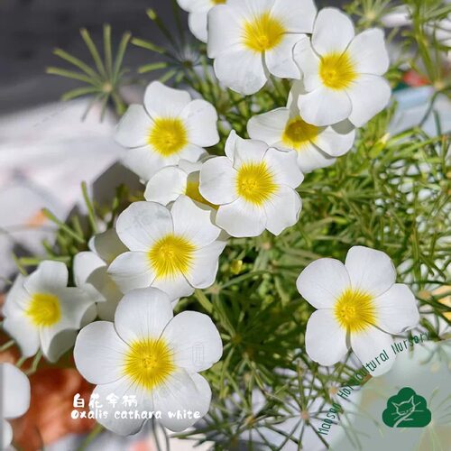酢浆草Oxalis cathara观叶白花伞柄黄花伞骨种球根盆栽阳台花卉