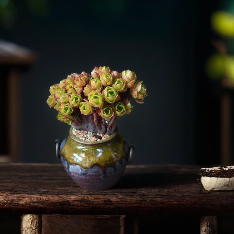 复古铜环双耳大蘑菇控养景德镇手工控型粗陶办公室陶瓷多肉小花盆,鲜花速递/花卉仿真/绿植园艺,花盆,淘宝优惠券,粉丝福利购,淘宝优惠卷