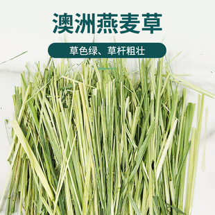 精挑澳洲燕麦草兔子干草品质黄金燕麦草500g豚鼠龙猫饲料牧草