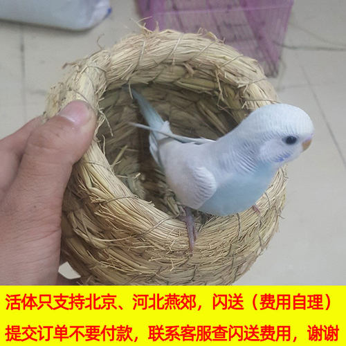 手养玄凤鹦鹉活体宠物鸟黄化说话