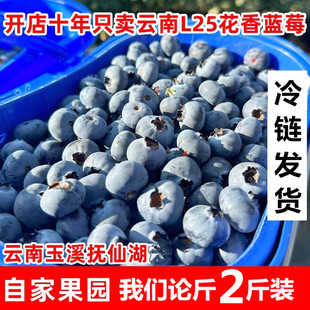 2斤装 云南高山露天L25花香蓝莓新鲜现摘当季 孕妇宝宝水果 秒杀