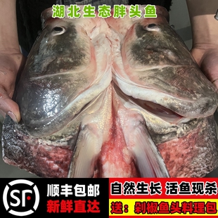 湖北新鲜现杀原生态花鲢鱼头胖头鱼鱼头剁椒鱼头大头鱼鱼头煲汤