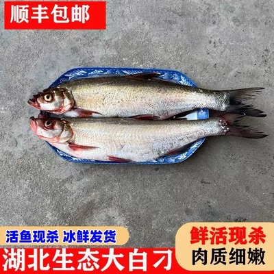 新鲜生态白鱼湖北大翘嘴鱼