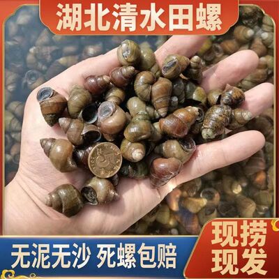 湖北清水鲜活田螺包活无沙大号