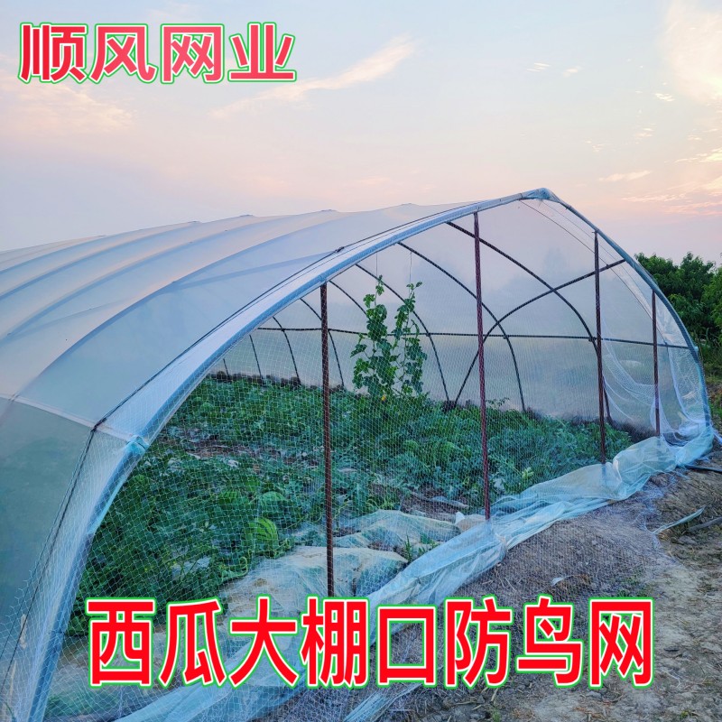 西瓜大棚口封口防鸟网草莓棚口专用封口网棚联动棚出口用网防护网