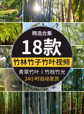 成片竹林阳光照射下透过竹叶竹枝青翠绿色小清新竹子高清视频素材