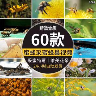 春天花朵野生勤劳的小蜂蜜蜂采蜜特写蜂巢养殖养蜂业实拍视频素材