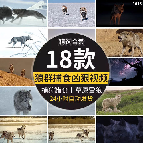 狼群捕猎捕食月色凶狠狼王狩猎雪地苍狼动物高清实拍led视频素材