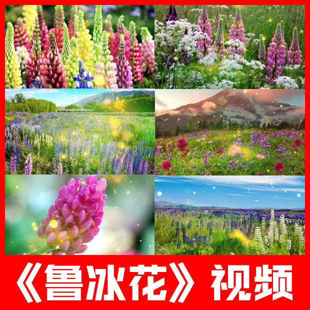 鲁冰花歌曲儿歌颂六一母亲母爱晚会舞台led大屏幕视频背景素材