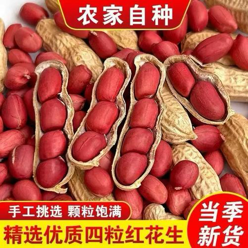 带壳红皮花生2025新货农家新鲜四粒红花生米自然晒干种子生的新货