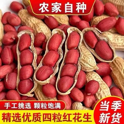 带壳红皮花生2025新货农家新鲜四粒红花生米自然晒干种子生的新货