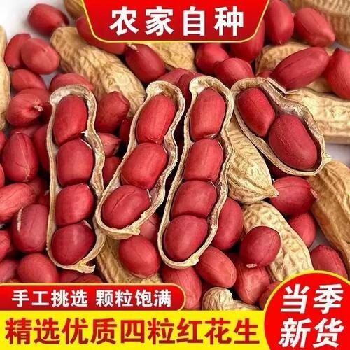 带壳红皮花生2025新货农家新鲜四粒红花生米自然晒干种子生的新货