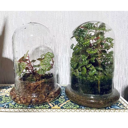 创意微景观鲜活生态瓶苔藓桌面盆栽绿植迷你植物摆件成品可养鱼虾