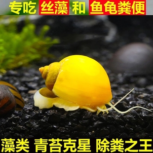 黄金螺大号净化水质活体清洁鲜活观赏螺吃鱼屎鱼缸除草除绿藻褐藻