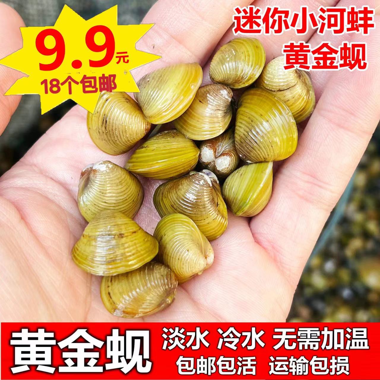 黄金蚬小河蚌溪蚬净水河蚌鲜活淡水黑壳虾鱼缸净化绿水藻贝壳河蚬 宠物/宠物食品及用品 螺 原图主图