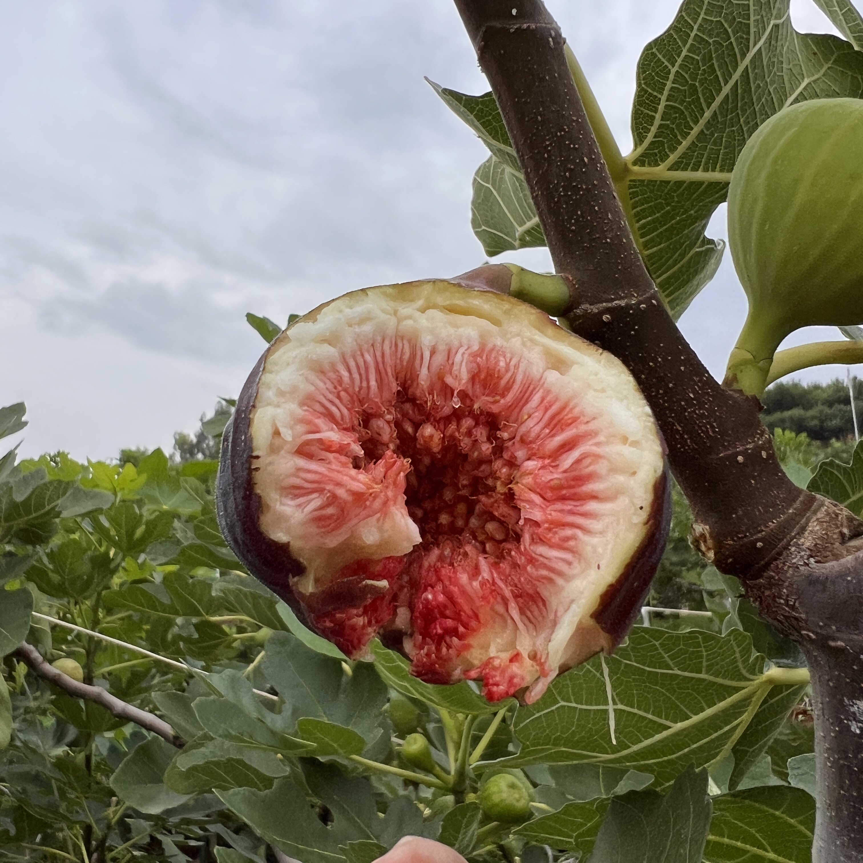 昆明波姬红无花果现摘香甜多汁