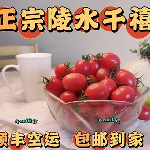 海南陵水甜多色千禧圣女果玲珑小番茄超甜新鲜孕妇水果现摘发空运