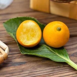 广西融安脆蜜金柑橘第三代脆蜜金桔鲜果大金桔高端礼盒现摘现发