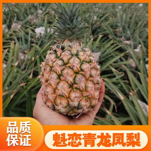 广东海南特产树上熟魁恋青龙凤梨4-4.5斤三个礼盒装纯甜无酸顺丰