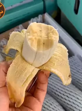 海南五指山树熟芭蕉野香蕉孕妇宝宝新鲜水果自然生长粉糯顺丰