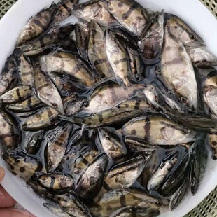 鳜鱼苗桂花鱼苗翘嘴桂鱼鳜花鱼 鳌花鱼苗肉食性鱼路亚斑鳜观赏鱼