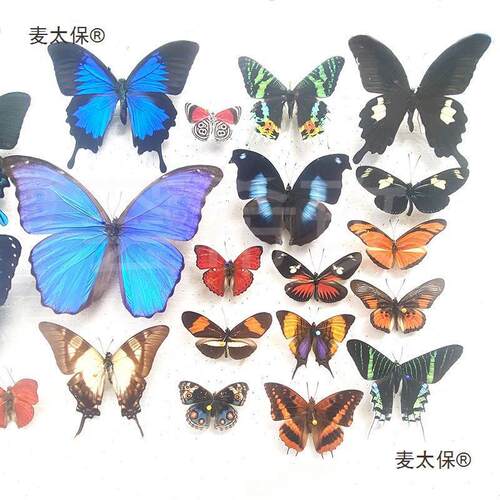 真蝴蝶标本展翅各种原蝶杂蝶绿带翠凤蝶雅灰蝶昆虫甲虫幼儿垒德株